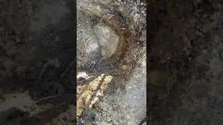 Leaking sprinkler pipe