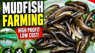 Mudfish Farming - Kenya 🇰🇪