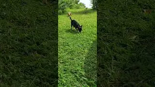 CHIHUAHUA DAY