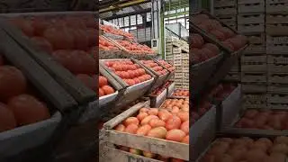 TEMPORADA ESTIVAL-TOMATE Y ZANAHORIA