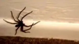 Scary Spider