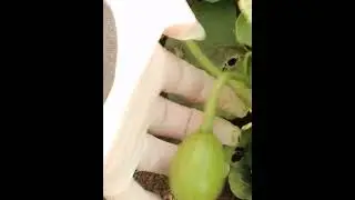 Проще простого! Как вырастить Aрбуз за 1 минуту. How to grow a watermelon in 1 minute