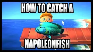 How To Catch a Napoleonfish in Animal Crossing New Horizons!
