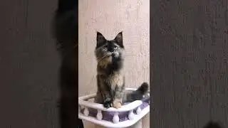 Птичка певчая - Валькирия! Может стать Вашей! Пишите-звоните 89888329080 #котенокмейнкун #котята