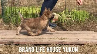 BRAND LIFE HOUSE YUKON - продается щенок керн терьера