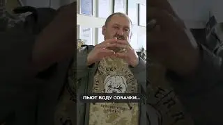 Собак НЕЛЬЗЯ кормить сухим КОРМОМ! Чем кормить собаку? Почему СУХОЙ корм ОПАСЕН? 