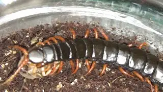 Feeding my centipede! I don't want to sell my little one anymore! :) What does a centipede eat? A...