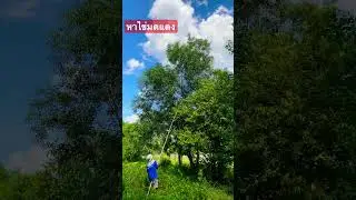 แหย่ไข่มดแดง