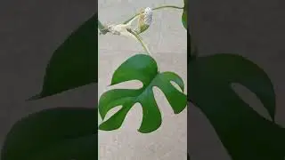 удивительное  комнатное растение монстера