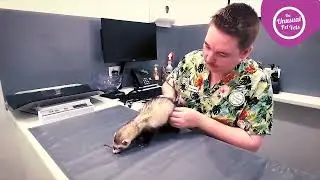 Caring For Your Pet Ferret