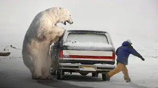 How Strong Is a Polar Bear Compared to a Human
