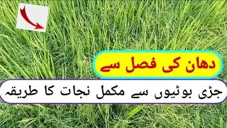 ہائبرڈ دھان کی جڑی بوٹیوں کا علاج || hybrid dhan ma jari boteo ka ilaj || hybrid munji || hybrid