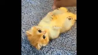 kuchu muchu kuchu ❤️🥰