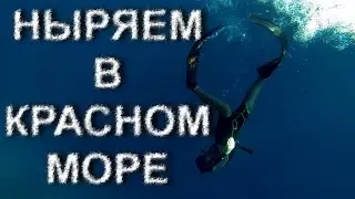 Красоты красного моря. Египет 2015.