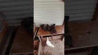 how to get animals on a table #shorts #animals #howto #lol #pets #sub