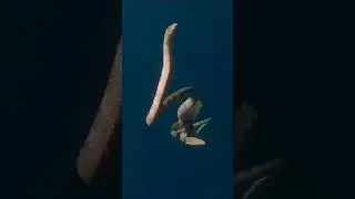 A pair of Sea Snake's knotted together while mating #shorts