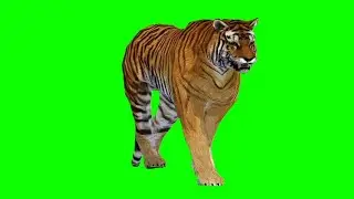 Tiger Green screen effect||Green screen animation #greenscreenvideo #animation