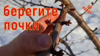 НЕ ПЕРЕПУТАЙТЕ! Как выглядят плодовые почки на разных деревьях в саду
