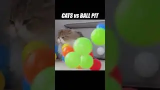 They just keep falling from the sky... #kittisaurus #cats #ballpit #challenge