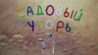 Садовый угорь. Heteroconger hassi. Пластилиновый познавательный мультфильм. Plasticine Animation