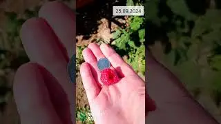 Сентябрь, а малина вся в ягодах
