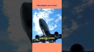 Why flight are white? #fact #facts #short #shorts #flight