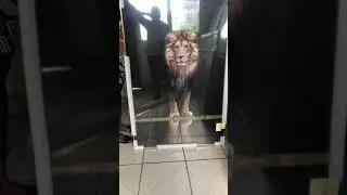 Loin king Portraits For Home Degeneration