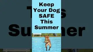 Keep Your Dog Safe This Summer 