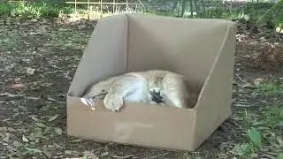 BIG CATS like boxes too!