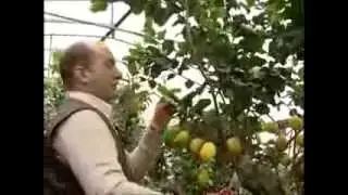 Corso Potatura e Cura Agrumi 4/4
