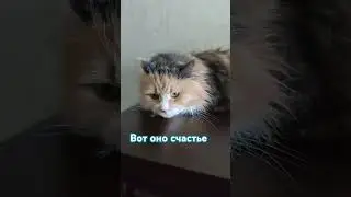 Вот оно счастье #кошка #котик #смешныекотики #смешныевидео #топ #жизнь #коти #любимыекошки #счастье