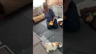 Playtime with Brunnhilde