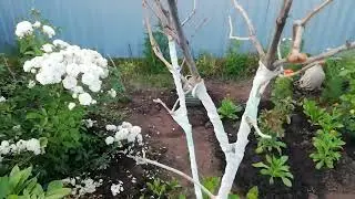 Розы, ягодки и осы в малине