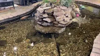 KOI POND April 6, 2022
