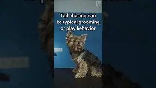 Why Do Dogs Chase Their Tails 