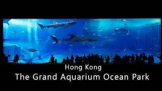 【4K】The Grand Aquarium Ocean Park Hong Kong Amazing Tour 香港海洋公园大水族馆