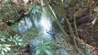 NATUREZA