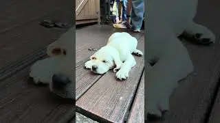 Gatlinburg, TN #shortvideo #shortsvideo #shorts #short #dog #doglover