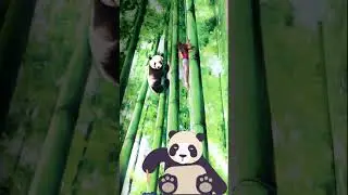 panda