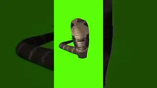 snake 🐍 green screen video 