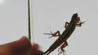 Bermain Dengan Seekor Kadal Kecil