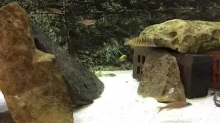 В гостях у Шмидта