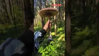 Всей семьёй за грибами.