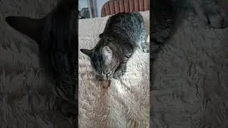 Купили Семе косточку. А он...