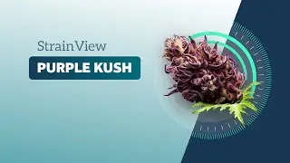 Purple Kush - StrainView