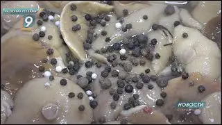 Дары Алтая привезли в Старый Оскол