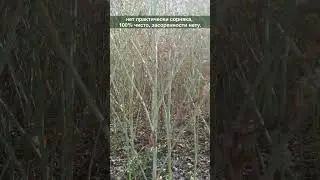 52 ц/га 💪 СИ Аннабелла