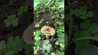 07.08.24. удачная охота на грибы.