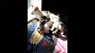 Kucing netek