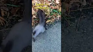 Черная белка | Black squirrel  #такойставрополь #ставрополь
